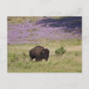 Search for south dakota postcards Wildlife