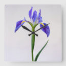 Search for iris clocks Garden