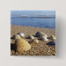 Search for sea shells badges Beach