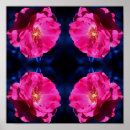 Search for rose blue posters Photography