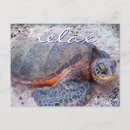 Search for hawaii turtle postcards Honu