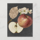 Search for botanical study postcards Charcoal