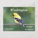 Search for american goldfinch postcards Nature