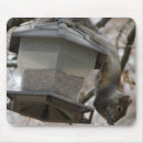 Search for herbivore electronics Mammal