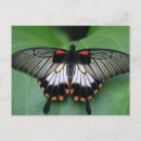 Search for swallowtail postcards Insect