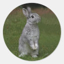 Search for dwarf bunny stickers Bunnies