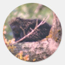 Search for porcupines stickers For her