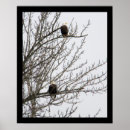 Search for eagle posters Nature