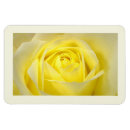Search for yellow rose magnets Photography