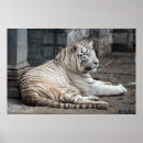Search for bengal tiger posters Panthera tigris