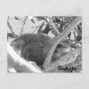 Search for australia cards Photograph