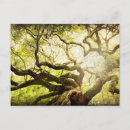 Search for angel oak tree South