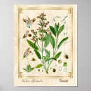 Search for herb illustration posters Vintage