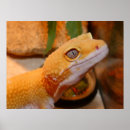 Search for gecko lizard posters Reptile
