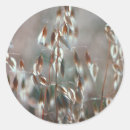Search for gallo images stickers Growth