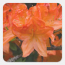 Search for azaleas stickers Photography