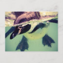 Search for black and white penguin postcards Cute