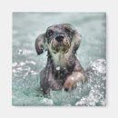 Search for paddling magnets Dog