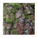 Search for tree bark tiles Forest