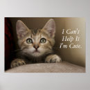 Search for tabby posters Pet