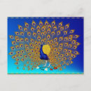 Search for peahen postcards Peacock