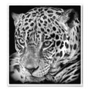 Search for black jaguar posters Big cat