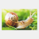 Search for snail stickers Insect