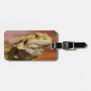 Search for bearded dragon accessories Shells