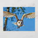 Search for barn owl postcards Raptor