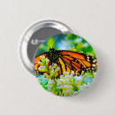 Search for colourful insect badges Nature