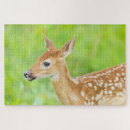Search for danita delimont puzzles White tailed deer