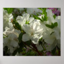 Search for white azalea posters Floral
