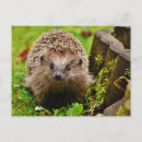 Search for hedgehogs postcards Cute