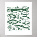 Search for freshwater fishing posters River