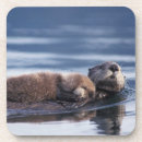 Search for saw coasters Wildlife
