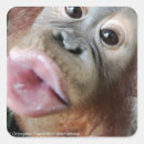 Search for baby orangutan stickers Cute