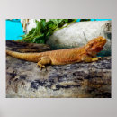 Search for dragon pet posters Wildlife