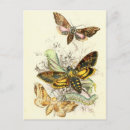 Search for insect postcards Butterflies