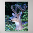 Search for black deer posters Antlers