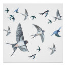 Search for swallow posters Hirundo rustica