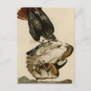 Search for red tail postcards Illustration