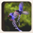 Search for flight coasters Wildlife