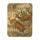 Search for roe magnets Nature