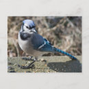 Search for jay postcards Blue