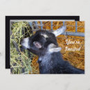 Search for baby goat invitations Farm animal