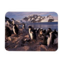 Search for penguin magnets Fauna