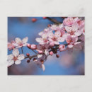 Search for cherry blossom postcards Flowers