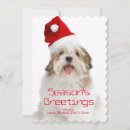 Search for lhasa apso cards Dog