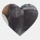 Search for russian blue cats stickers Feline