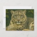 Search for forest leopard postcards Wildlife